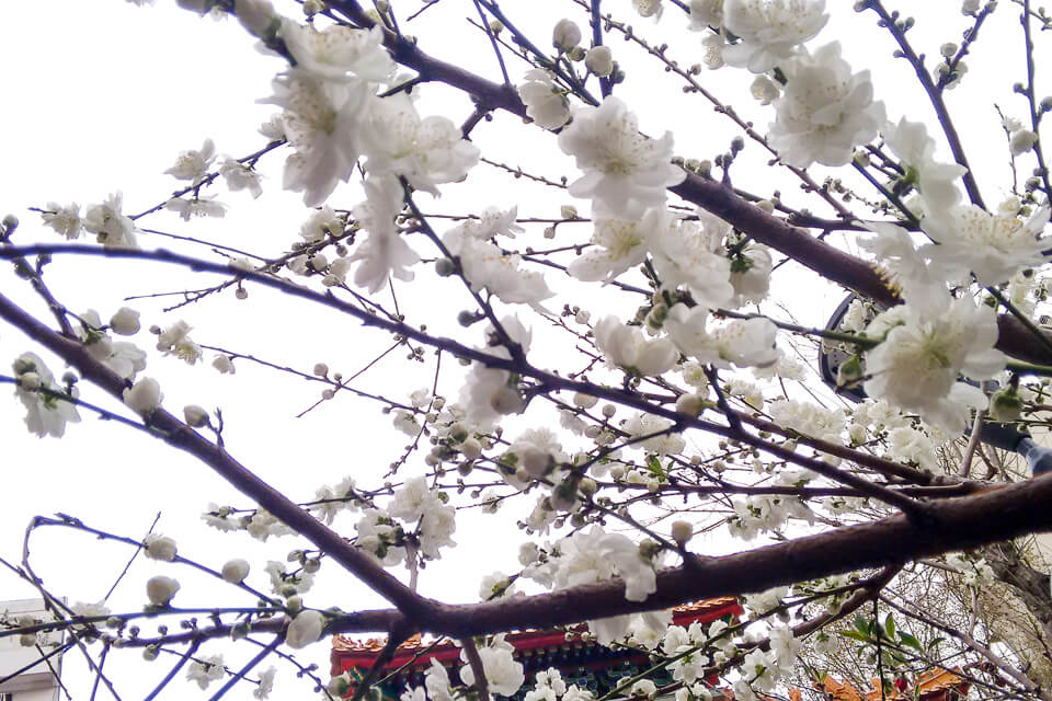 Florada das cerejeiras no bairro chines de Buenos Aires