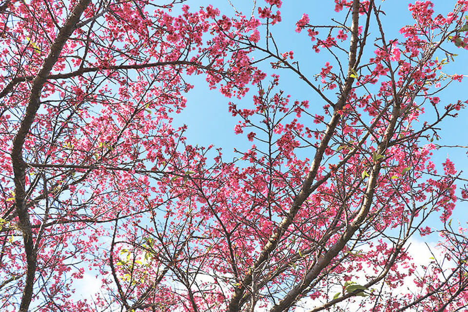 Onde ver Sakura em São Paulo? São Roque