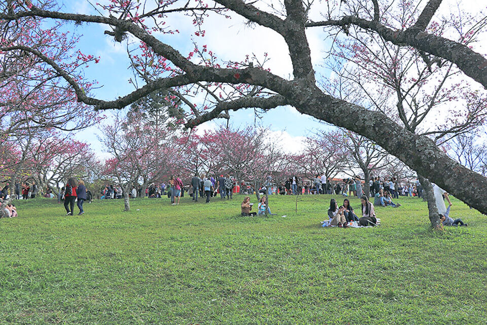 Parque do Festival de cerejeira em São Roque