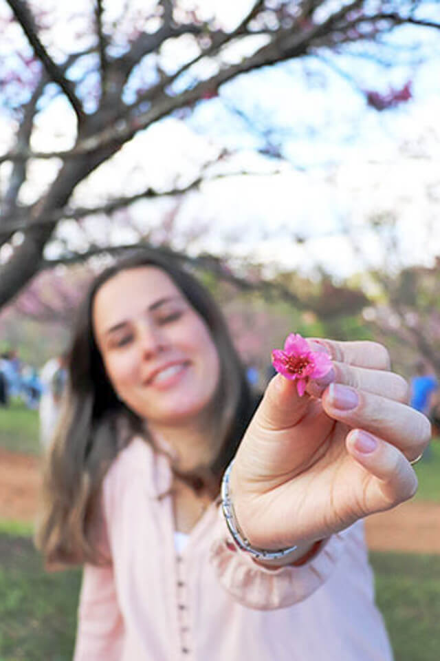 Festival das cerejeiras (sakura) em São Roque