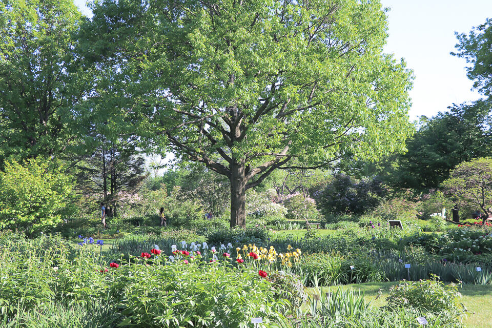 O que fazer em Montreal? Visite o Jardim Botânico, um dos mais belos jardins é o Flowery Brook and Lilacs (Riacho florido e lilás)