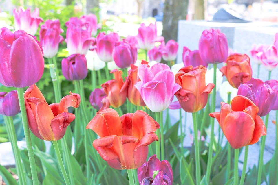 As flores que enfeitam o jardim do Parliament Buildin (Prédio do Parlamento) em Quebec City, Canadá, são as Tulipas
