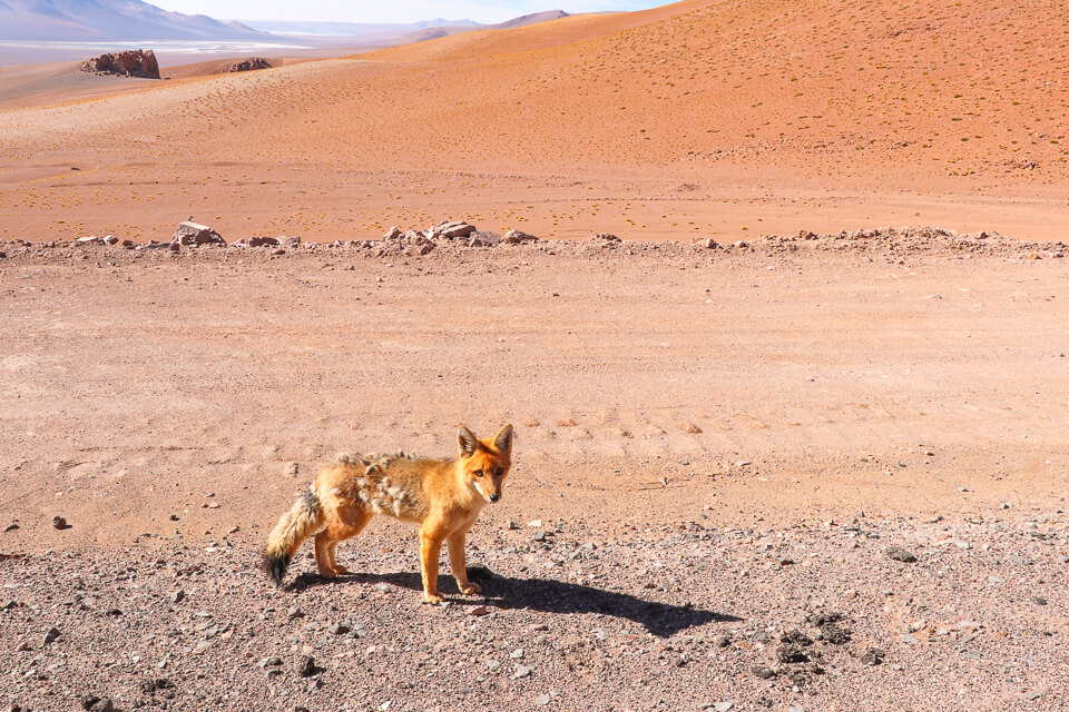 Como é o passeio no salar de tara no deserto do Atacama
