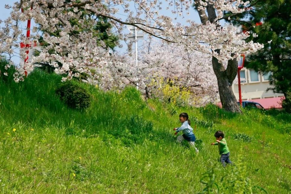 Festival da flor de cerejeira, Sakura Matsuri no Japão