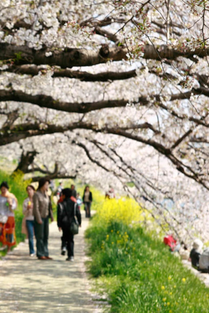 O que ver e fazer no Japão festa da cerejeira