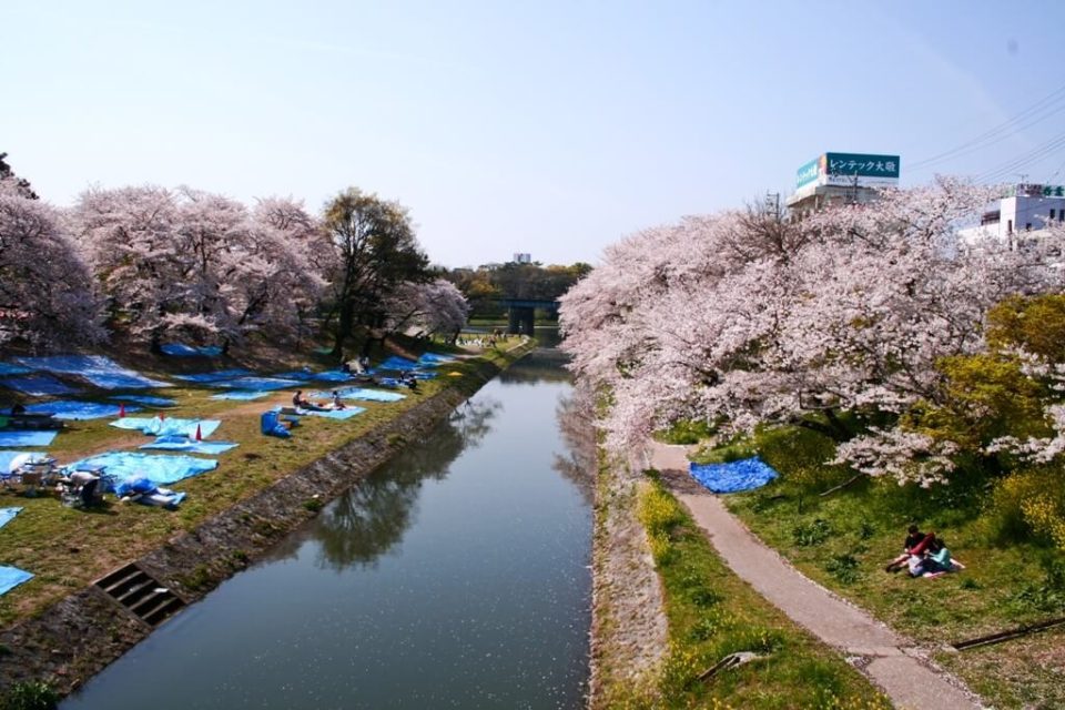 Festival da flor de cerejeira no Japão, Sakura Matsuri