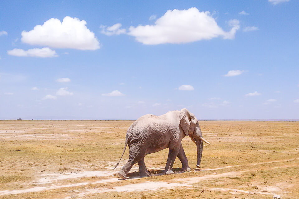 Amboseli National Park elefantes