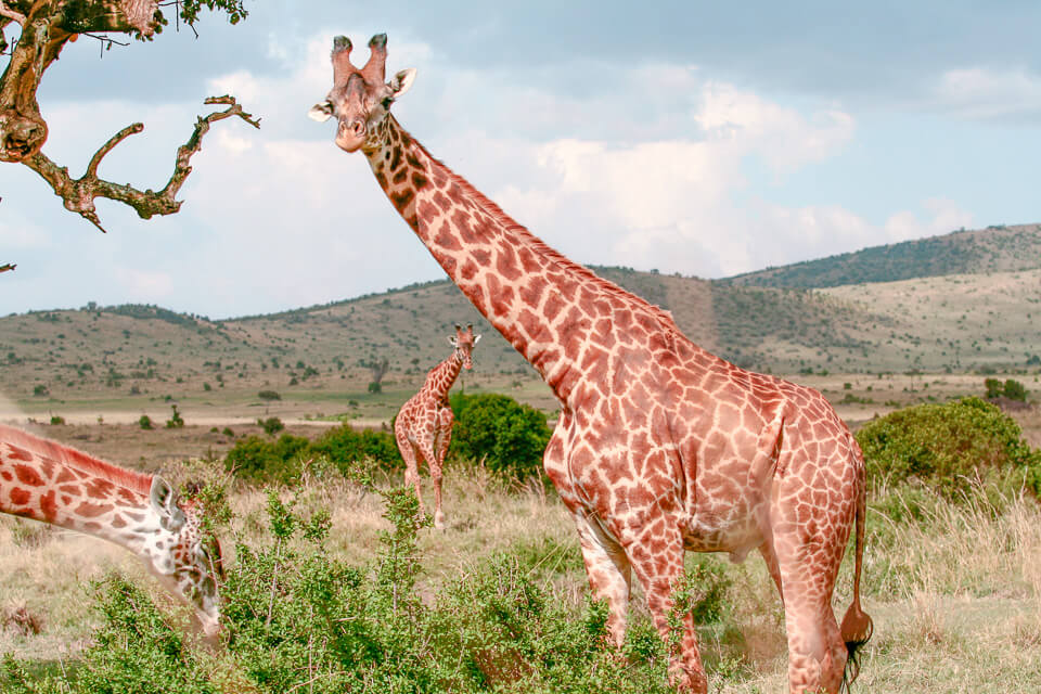 10 motivos para visitar o Quênia - reserva Maasai Mara